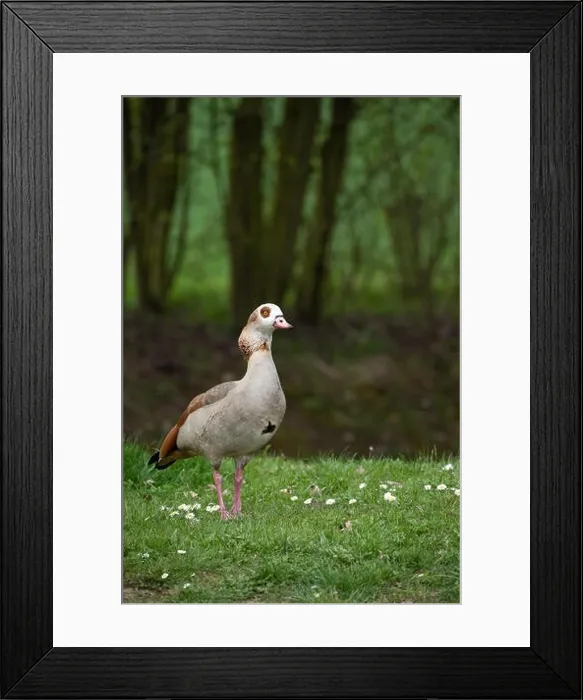 Framed Print : Color outdoor wildlife portrait of a single walking duck on green grass Framed Print : Color outdoor wildlife portrait of a single walking duck on green grass