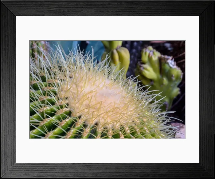 Framed Print : Still life colorl macro portrait of a large golden ball cactus with white spikes on natural background seen from Framed Print : Still life colorl macro portrait of a large golden ball cactus with white spikes on natural background seen from