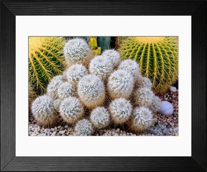 Framed Print : Still life colorl macro portrait of a group of mammillarias surrounded by two large golden ball cactus in a gardening Framed Print : Still life colorl macro portrait of a group of mammillarias surrounded by two large golden ball cactus in a gardening