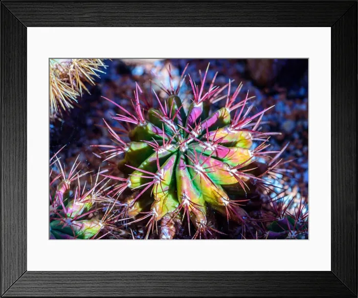 Framed Print : Still life colorl macro portrait of a fero cactus with purple spikes on natural background seen from the top Framed Print : Still life colorl macro portrait of a fero cactus with purple spikes on natural background seen from the top