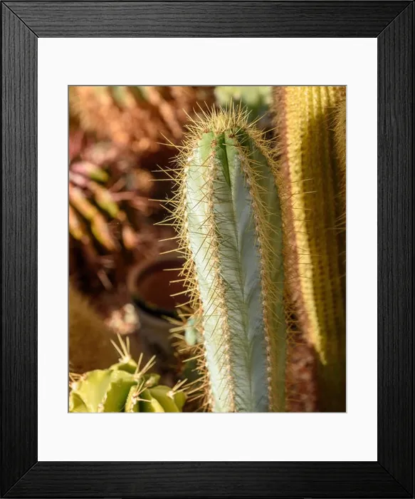 Framed Print : Still life colorl macro portrait of a group of cactus in a gardening bed on stony ground seen from the side Framed Print : Still life colorl macro portrait of a group of cactus in a gardening bed on stony ground seen from the side