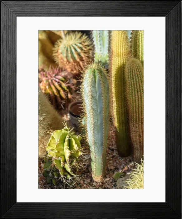 Framed Print : Still life colorl macro portrait of a group of cactus in a gardening bed on stony ground seen from the side Framed Print : Still life colorl macro portrait of a group of cactus in a gardening bed on stony ground seen from the side