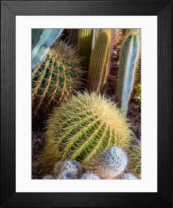 Framed Print : Still life colorl macro portrait of a group of cactus in a gardening bed on stony ground seen from the side Framed Print : Still life colorl macro portrait of a group of cactus in a gardening bed on stony ground seen from the side