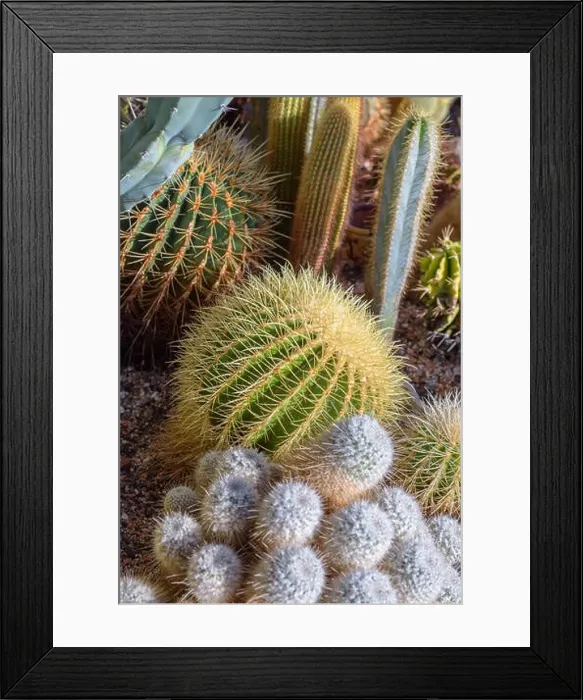 Framed Print : Still life colorl macro portrait of a group of cactus in a gardening bed on stony ground seen from the side Framed Print : Still life colorl macro portrait of a group of cactus in a gardening bed on stony ground seen from the side
