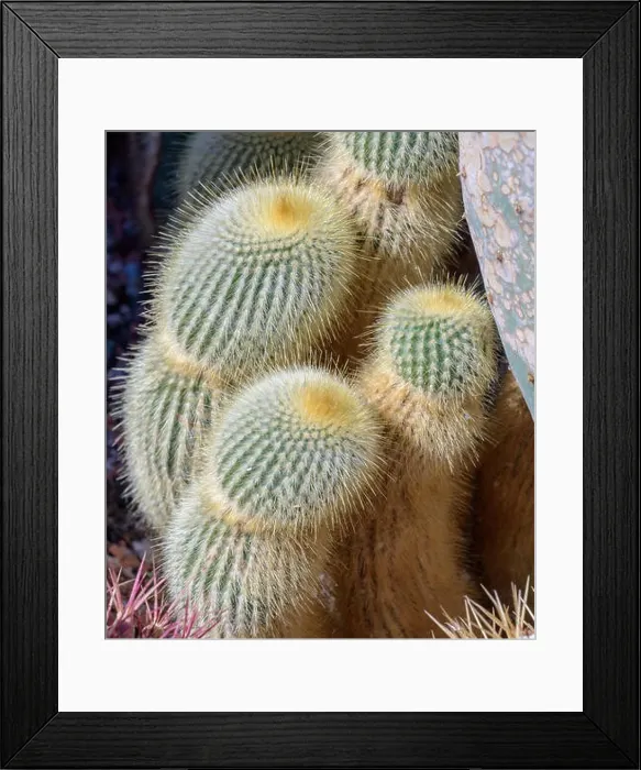 Framed Print : Still life colorl macro portrait of a group of cactus in a gardening bed on stony ground seen from the side Framed Print : Still life colorl macro portrait of a group of cactus in a gardening bed on stony ground seen from the side