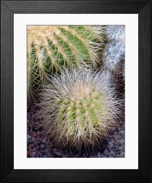 Framed Print : Still life colorl macro portrait of a small golden ball cactus with white spikes on natural background seen from the top Framed Print : Still life colorl macro portrait of a small golden ball cactus with white spikes on natural background seen from the top