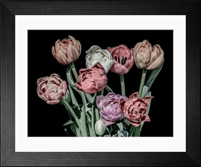 Framed Print : Fine art floral till life pastel color flower macro of a blooming tulip blossom bouquet on black background in vintage Framed Print : Fine art floral till life pastel color flower macro of a blooming tulip blossom bouquet on black background in vintage
