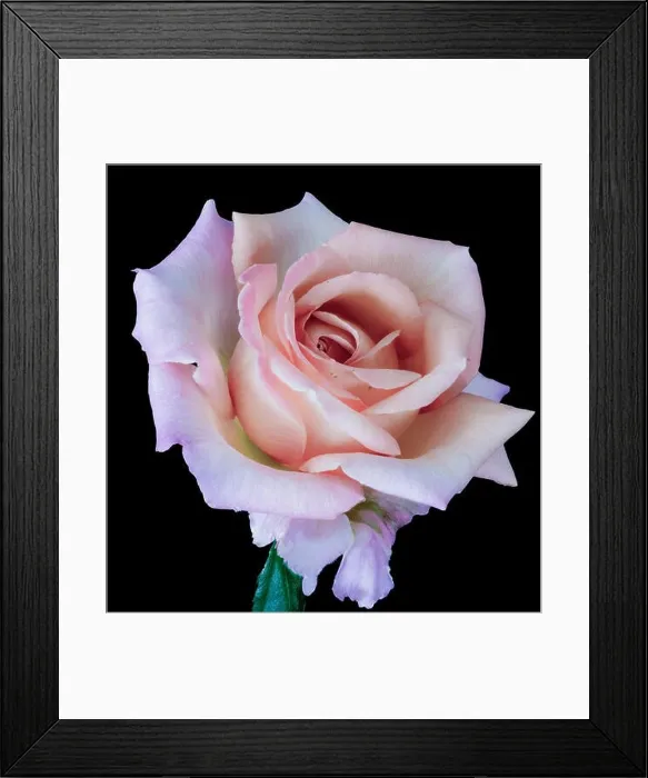 Framed Print : Pastel colored still life floral macro flower portrait of a single isolated pink orange flowering blooming rose blossom Framed Print : Pastel colored still life floral macro flower portrait of a single isolated pink orange flowering blooming rose blossom