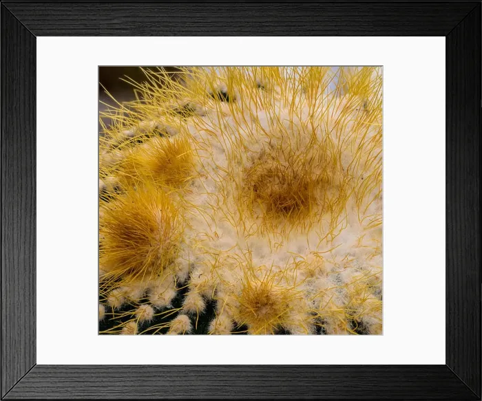 Framed Print : Natural flora color cactus macro portrait of the top of a single isolated notocactus leninghausii with detailed texture Framed Print : Natural flora color cactus macro portrait of the top of a single isolated notocactus leninghausii with detailed texture