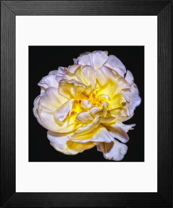 Framed Print : Fine art still life bright color macrro flower portrait of a single isolated yellow white fully wide opened blooming Framed Print : Fine art still life bright color macrro flower portrait of a single isolated yellow white fully wide opened blooming