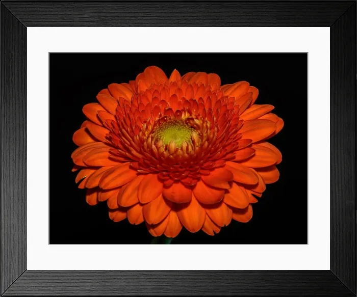 Framed Print : Floral fine art still life detailed color macro flower portrait of a single isolated red gerbera wide opened blossom Framed Print : Floral fine art still life detailed color macro flower portrait of a single isolated red gerbera wide opened blossom