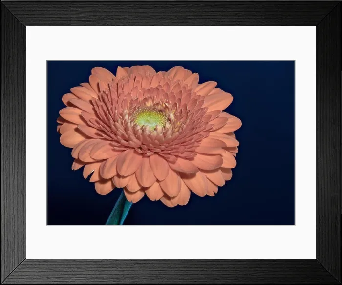 Framed Print : Floral fine art still life detailed color macro flower portrait of a single isolated red gerbera wide opened blossom