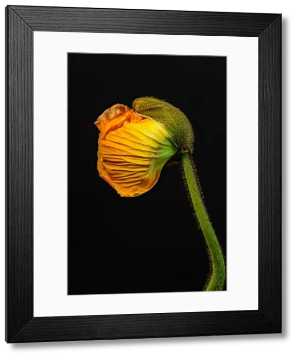 Framed Print : Floral fine art still life detailed color macro flower portrait of a single isolated young orange yellow satin / silk Framed Print : Floral fine art still life detailed color macro flower portrait of a single isolated young orange yellow satin / silk