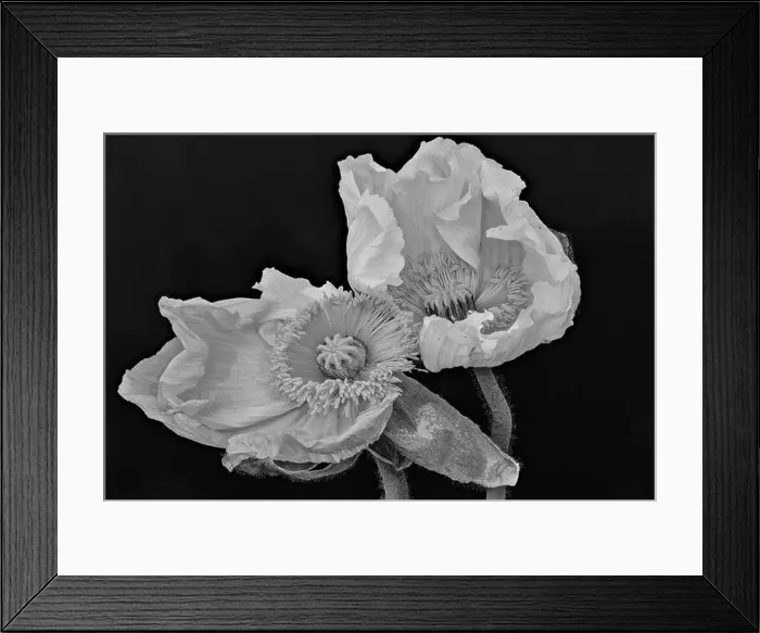 Framed Print : Floral fine art still life monochrome macro flower portrait of a pair of aging fading white satin / silk poppy blossom Framed Print : Floral fine art still life monochrome macro flower portrait of a pair of aging fading white satin / silk poppy blossom