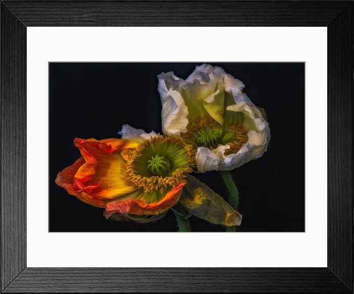 Framed Print : Floral fine art still life surreal color macro flower portrait of a pair of aging fading orange yellow white satin / silk