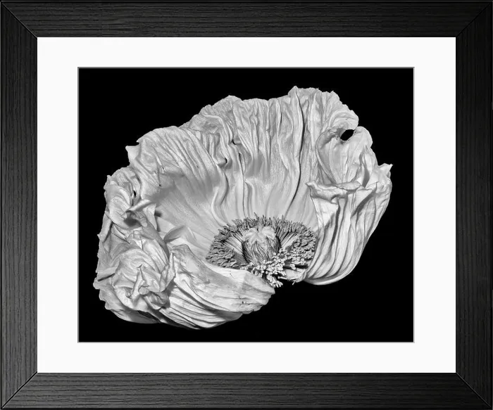 Framed Print : Floral fine art still life detailed monochrome macro flower portrait of a single isolated white satin / silk poppy wide Framed Print : Floral fine art still life detailed monochrome macro flower portrait of a single isolated white satin / silk poppy wide