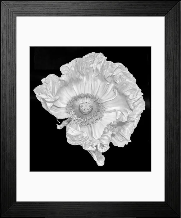 Framed Print : Floral fine art still life detailed monochrome macro flower portrait of a single isolated white satin / silk poppy wide Framed Print : Floral fine art still life detailed monochrome macro flower portrait of a single isolated white satin / silk poppy wide