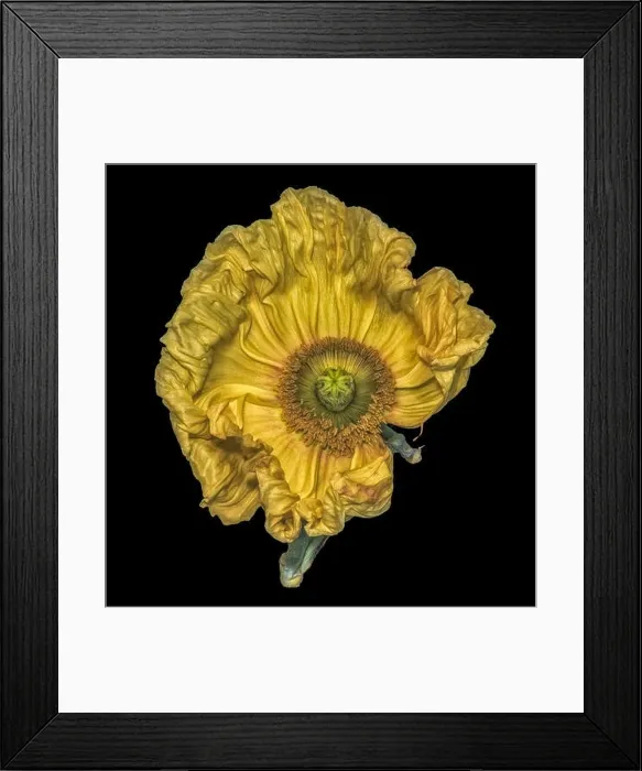 Framed Print : Floral fine art still life detailed color macro flower portrait of a yellow satin / silk poppy wide opened blossom Framed Print : Floral fine art still life detailed color macro flower portrait of a yellow satin / silk poppy wide opened blossom