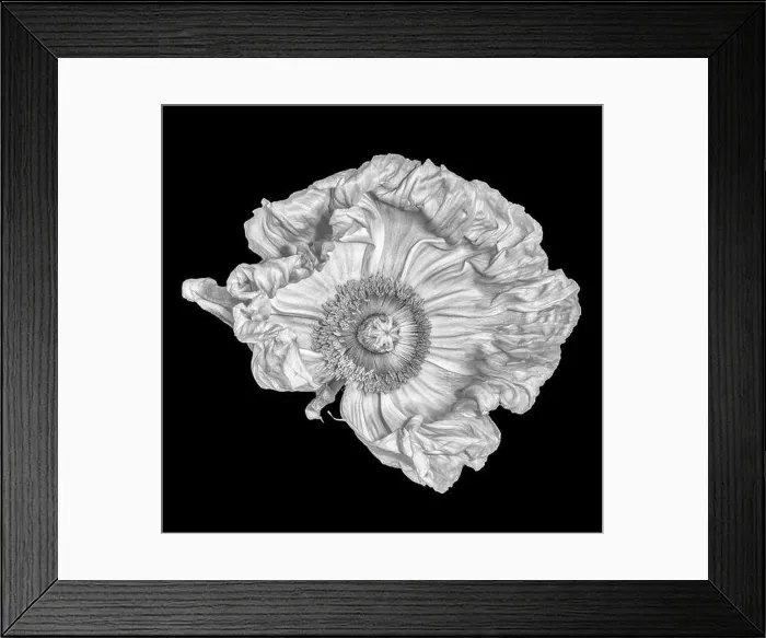 Framed Print : Floral fine art still life detailed monochrome macro flower portrait of a single isolated white satin / silk poppy open Framed Print : Floral fine art still life detailed monochrome macro flower portrait of a single isolated white satin / silk poppy open