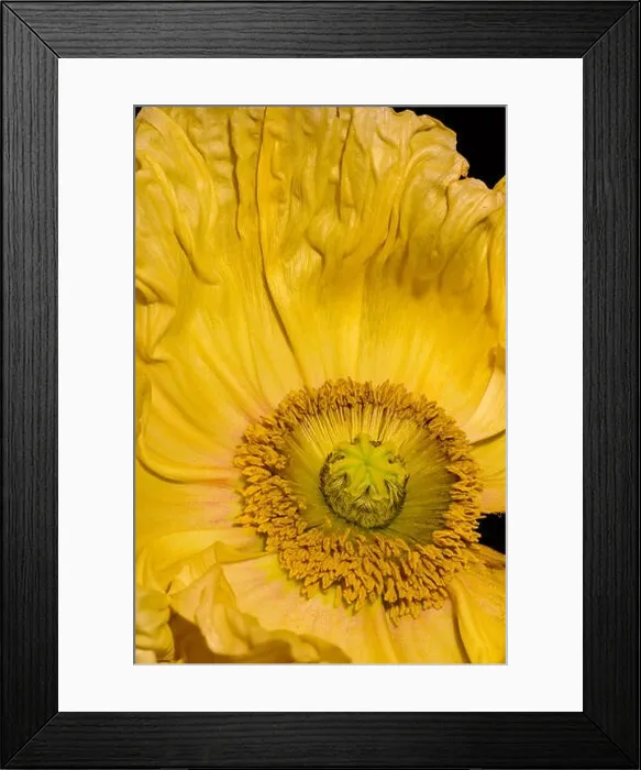 Framed Print : Floral fine art still life detailed color macro flower portrait of the inner of a single isolated yellow satin / silk Framed Print : Floral fine art still life detailed color macro flower portrait of the inner of a single isolated yellow satin / silk