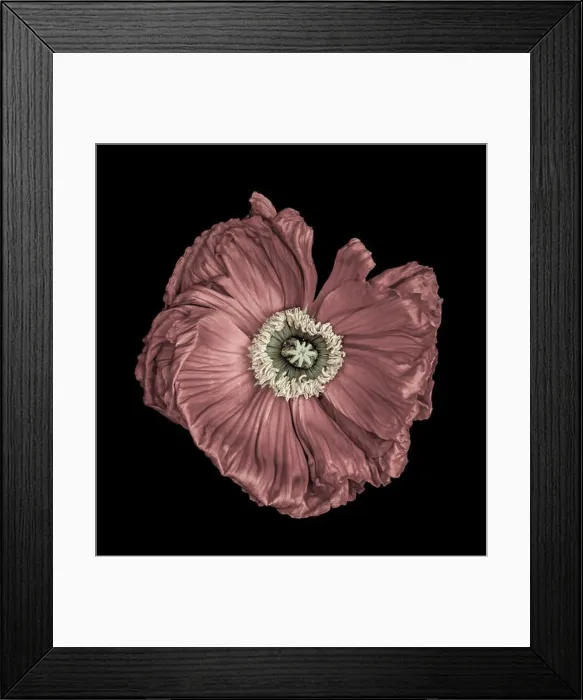 Framed Print : Floral fine art still life detailed color macro flower portrait of a single isolated pastel red satin / silk poppy wide Framed Print : Floral fine art still life detailed color macro flower portrait of a single isolated pastel red satin / silk poppy wide