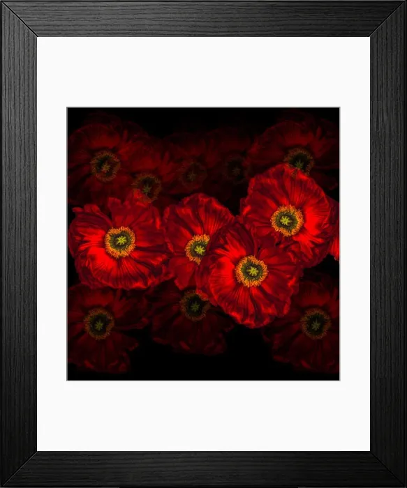 Framed Print : Floral fine art still life detailed color macro flower portrait of a collage of red glowing satin / silk poppy wide Framed Print : Floral fine art still life detailed color macro flower portrait of a collage of red glowing satin / silk poppy wide
