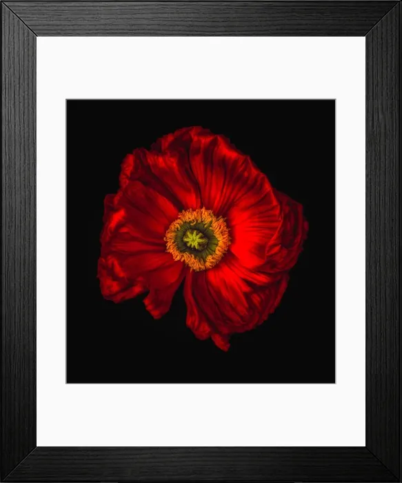 Framed Print : Floral fine art still life detailed color macro flower portrait of a single isolated red glowing satin / silk poppy wide Framed Print : Floral fine art still life detailed color macro flower portrait of a single isolated red glowing satin / silk poppy wide