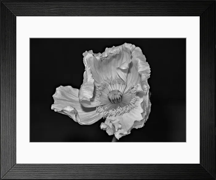 Framed Print : Floral fine art still life detailed monochrome macro flower portrait of a single isolated white satin / silk poppy wide Framed Print : Floral fine art still life detailed monochrome macro flower portrait of a single isolated white satin / silk poppy wide