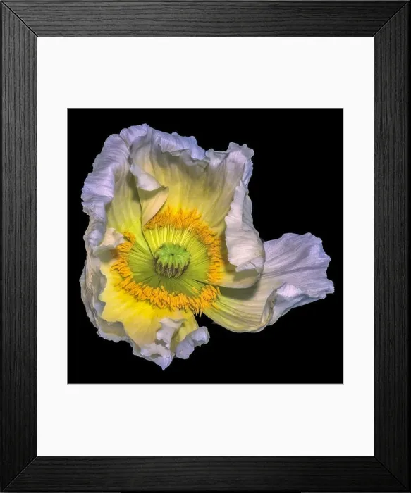 Framed Print : Floral fine art still life detailed color macro flower portrait of a single isolated white yellow green satin / silk Framed Print : Floral fine art still life detailed color macro flower portrait of a single isolated white yellow green satin / silk