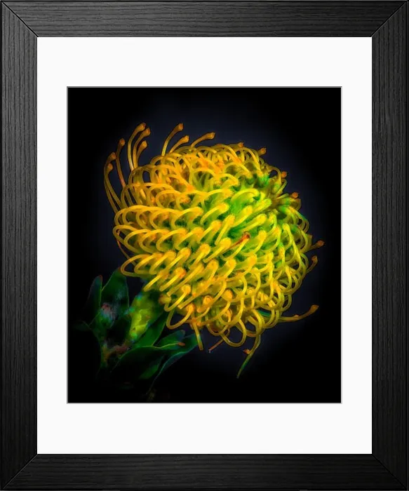 Framed Print : Fine art still life colorful floral macro portrait of a single isolated protea blossom in vivid glowing neon colors in Framed Print : Fine art still life colorful floral macro portrait of a single isolated protea blossom in vivid glowing neon colors in