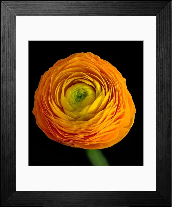 Framed Print : Detailed fine art still life color macro flower top view portrait of an isolated single orange yellow green blooming Framed Print : Detailed fine art still life color macro flower top view portrait of an isolated single orange yellow green blooming