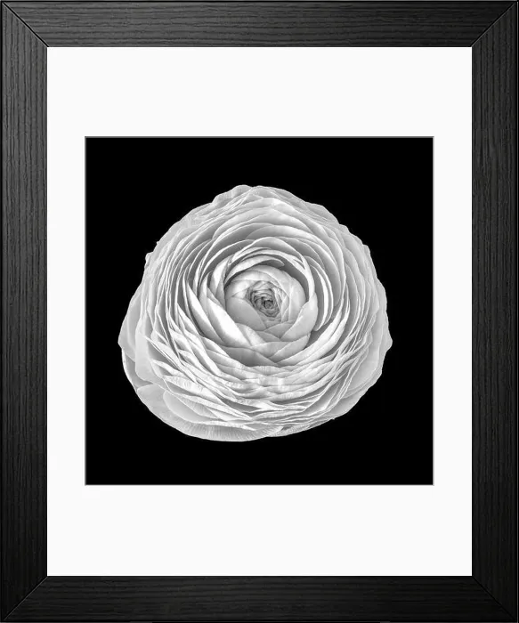 Framed Print : Detailed fine art still life monochrome macro flower top view portrait of an isolated single white blooming buttercup Framed Print : Detailed fine art still life monochrome macro flower top view portrait of an isolated single white blooming buttercup