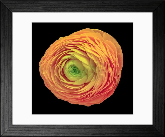 Framed Print : Detailed fine art still life pastel color macro flower top view portrait of an isolated single orange yellow green