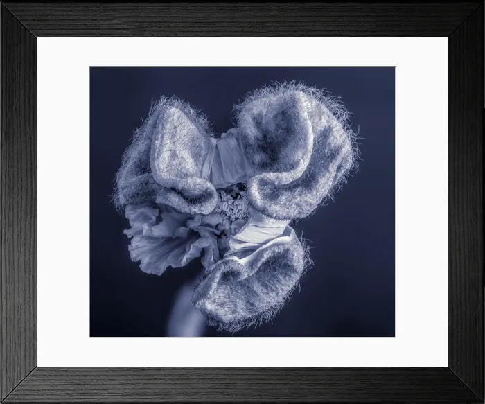 Framed Print : Floral fine art still life detailed blue monochrome macro flower portrait of a single isolated satin / silk poppy opening Framed Print : Floral fine art still life detailed blue monochrome macro flower portrait of a single isolated satin / silk poppy opening