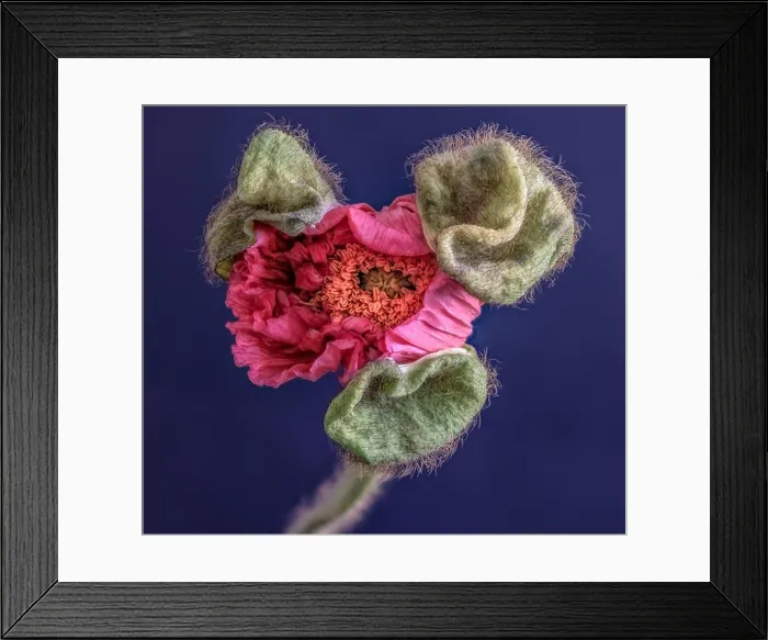 Framed Print : Floral fine art still life detailed color macro flower portrait of a single isolated pink satin / silk poppy opening