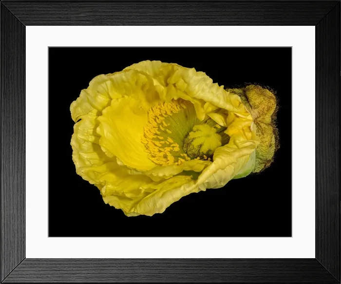 Framed Print : Floral fine art still life detailed color macro flower portrait of a single isolated yellow satin / silk poppy wide Framed Print : Floral fine art still life detailed color macro flower portrait of a single isolated yellow satin / silk poppy wide
