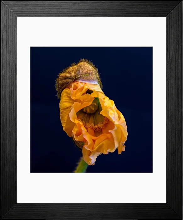 Framed Print : Floral fine art still life detailed color macro flower portrait of a single isolated opening orange satin / silk poppy Framed Print : Floral fine art still life detailed color macro flower portrait of a single isolated opening orange satin / silk poppy