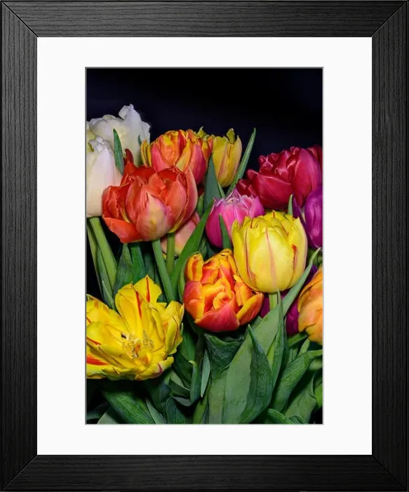 Framed Print : Fine art floral still life flower macro of a flowering tulip blossom bouquet / bunch in vivid natural colors Framed Print : Fine art floral still life flower macro of a flowering tulip blossom bouquet / bunch in vivid natural colors