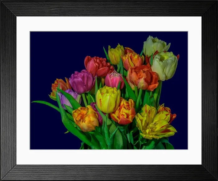 Framed Print : Fine art floral still life flower macro of a flowering tulip blossom bouquet / bunch on blue background in vivid natural Framed Print : Fine art floral still life flower macro of a flowering tulip blossom bouquet / bunch on blue background in vivid natural