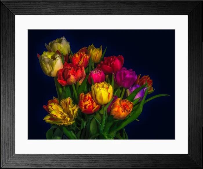 Framed Print : Fine art floral still life flower macro of a flowering tulip blossom bouquet / bunch Framed Print : Fine art floral still life flower macro of a flowering tulip blossom bouquet / bunch
