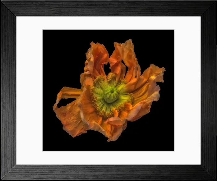 Framed Print : Surreal floral fine art still life detailed color macro flower portrait of a single isolated wide opened dark orange Framed Print : Surreal floral fine art still life detailed color macro flower portrait of a single isolated wide opened dark orange