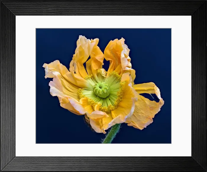 Framed Print : Floral fine art still life detailed color macro flower portrait of a single isolated wide opened bright orange