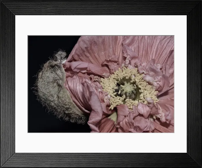 Framed Print : Floral fine art still life detailed color macro flower portrait of a single isolated pastel pink satin / silk poppy Framed Print : Floral fine art still life detailed color macro flower portrait of a single isolated pastel pink satin / silk poppy