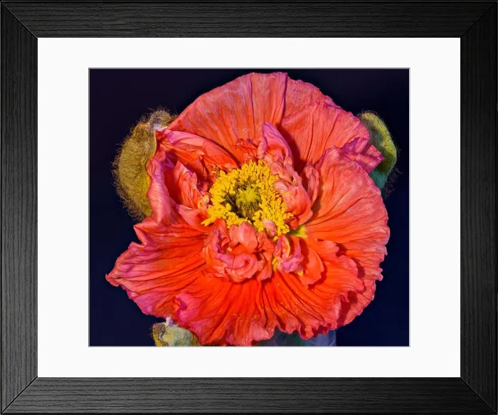 Framed Print : Floral fine art still life detailed color macro flower portrait of a single isolated bright red satin / silk poppy Framed Print : Floral fine art still life detailed color macro flower portrait of a single isolated bright red satin / silk poppy