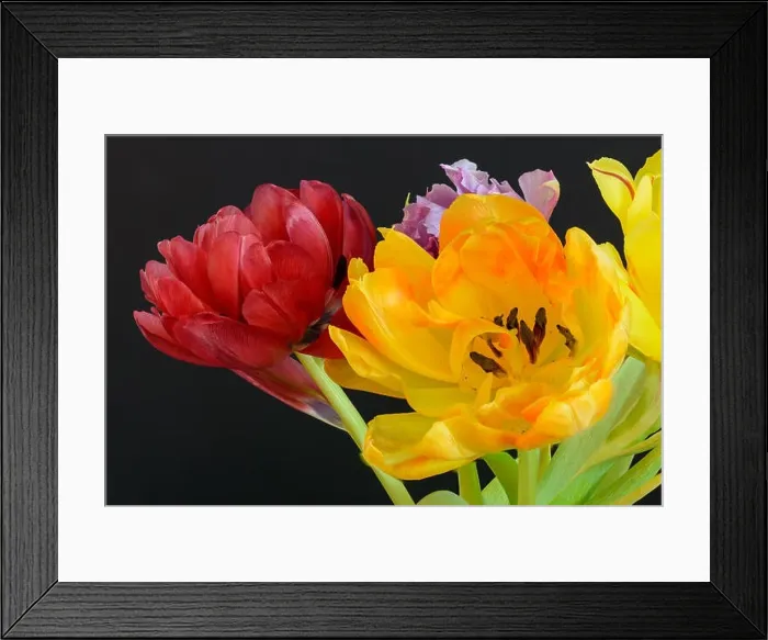 Framed Print : Fine art floral still life flower macro of a flowering tulip blossom bouquet / bunch in vivid natural colors Framed Print : Fine art floral still life flower macro of a flowering tulip blossom bouquet / bunch in vivid natural colors