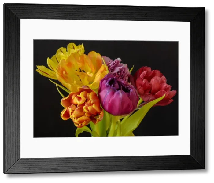 Framed Print : Fine art floral still life flower macro of a flowering tulip blossom bouquet / bunch on black background in vivid natural Framed Print : Fine art floral still life flower macro of a flowering tulip blossom bouquet / bunch on black background in vivid natural