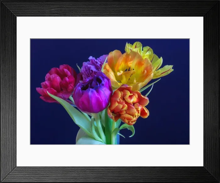 Framed Print : Fine art floral still life flower macro of a flowering tulip blossom bouquet / bunch on blue background in vivid natural Framed Print : Fine art floral still life flower macro of a flowering tulip blossom bouquet / bunch on blue background in vivid natural