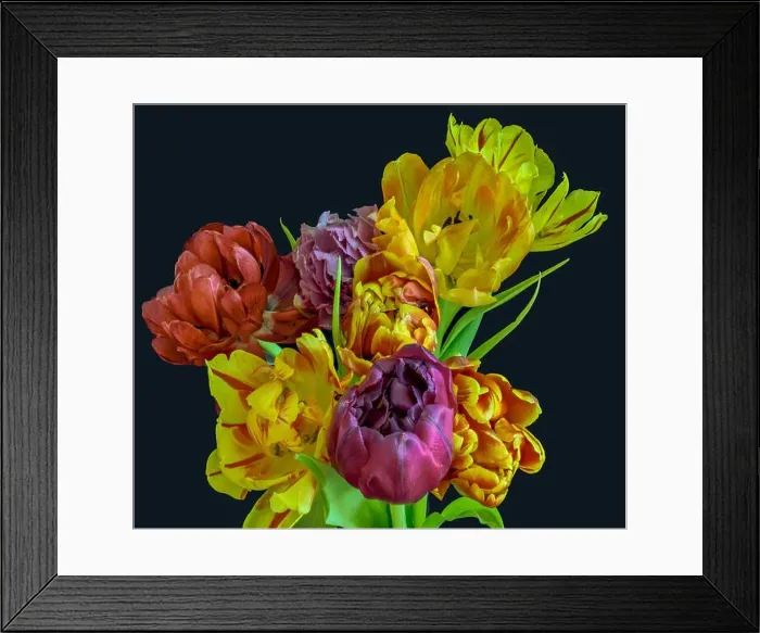 Framed Print : Fine art floral still life flower macro of a flowering tulip blossom bouquet / bunch on blue background in vivid natural Framed Print : Fine art floral still life flower macro of a flowering tulip blossom bouquet / bunch on blue background in vivid natural