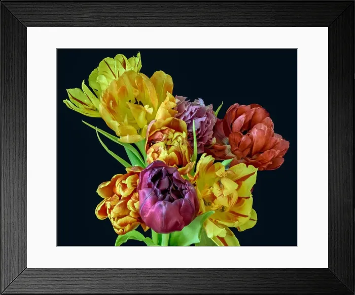 Framed Print : Fine art floral still life flower macro of a flowering tulip blossom bouquet / bunch on black background in vivid natural Framed Print : Fine art floral still life flower macro of a flowering tulip blossom bouquet / bunch on black background in vivid natural