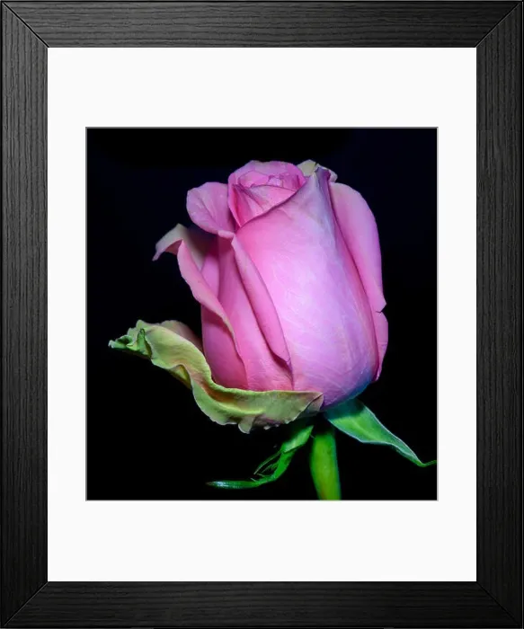 Framed Print : Color fine art still life macro flower portrait of a single isolated pink blooming closed rose blossom on black Framed Print : Color fine art still life macro flower portrait of a single isolated pink blooming closed rose blossom on black